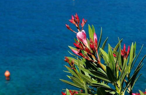 AriaDeMar - Photo 39