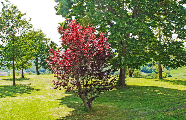 Montebello - Foto 24