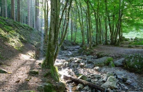 Glamping in Signy-l Abbaye - Foto 12