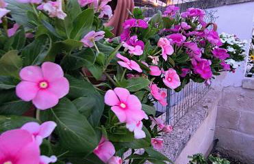 Ville Scelsa - Foto 33