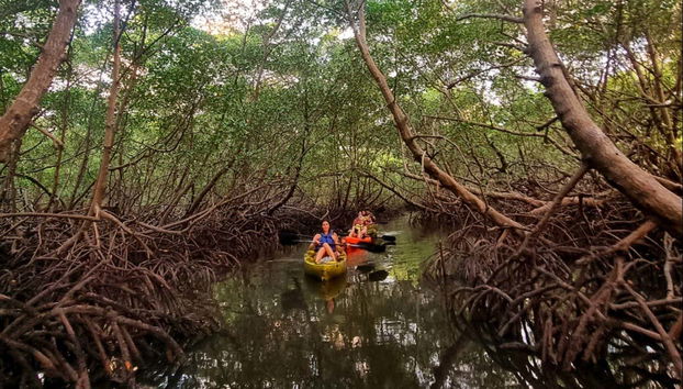 Explorez les mangroves de l'île de Boipeba