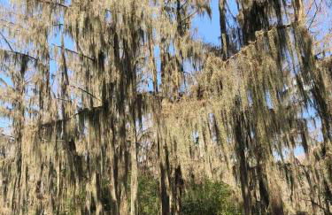 Pelican's Nest, Caddo Lake Cabins, with Kayaks - Foto 21