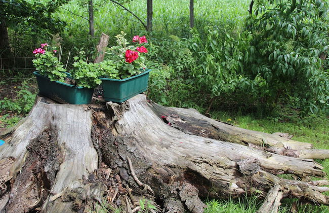 Haus Lutki - Foto 19