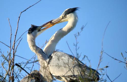 Maison au bord de mer - Foto 18
