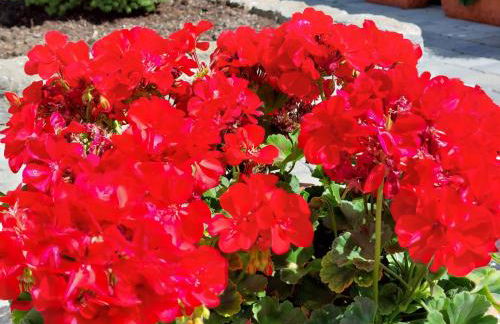 Ferienwohnung Pension Waldblick - Foto 46