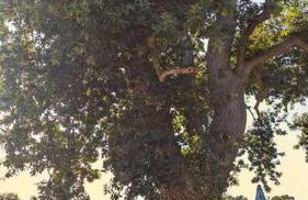 Oak Tree View - relax, reconnect, explore or work - Foto 25
