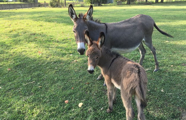 Cascina Il Bricco - Photo 25