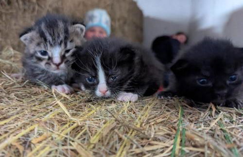 Wunderwelt Betzenstein familiär-ländlich-modern - Foto 31