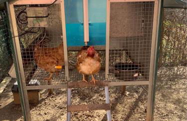 La casa nel verde con piscina - Photo 52