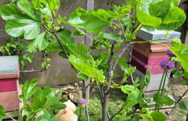 TINY HOUSE Cosy 1 - Angers Green Lodge - Foto 22