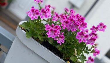 Cosy Seaside Cottage - Foto 3, Garden view