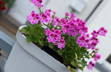 Cosy Seaside Cottage - Foto 3