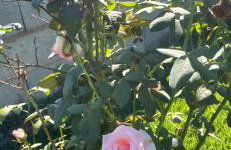 Chácara Recanto Igaratá - Foto 28