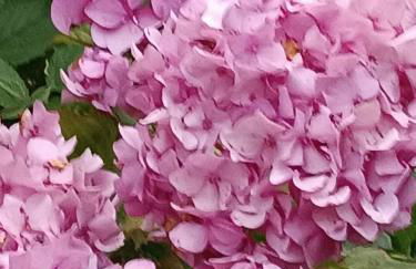 Gli Orti di Mulina le Apuane con parcheggio privato e WiFi - Foto 3