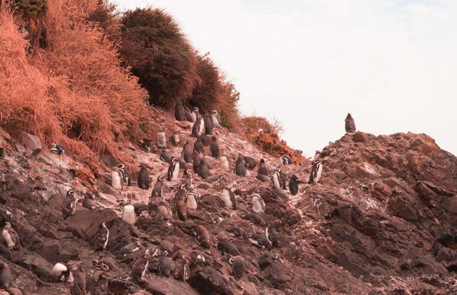 Chacao, Ancud et les plages de Chiloé - Photo 1