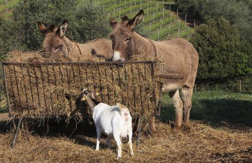 Agriturismo Belvedere Di Pierini E Brugi - Foto 65