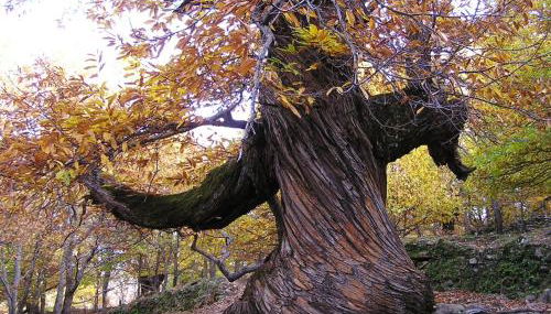 Casa Rural ARBEQUINA & Esquí La Covatilla - Foto 4, Other