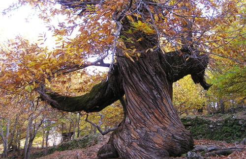 Casa Rural ARBEQUINA & Esquí La Covatilla - Foto 4