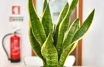 Casa Lusíadas - Foto 8