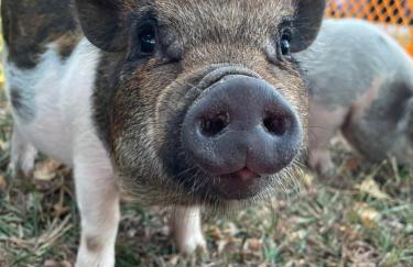 Ol’ Mel’s Farm - Foto 11