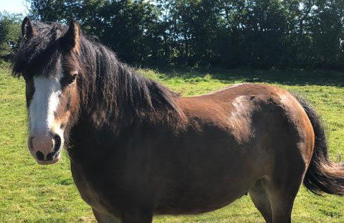 Hillcrest Cottage - Foto 52