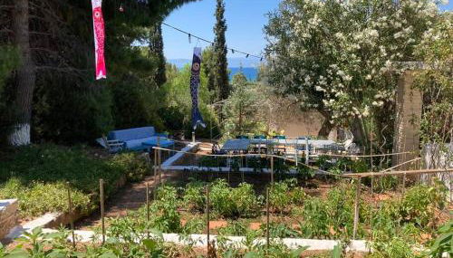 Granatapfel - Foto 3