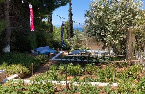 Granatapfel - Foto 3