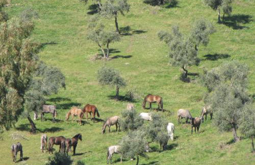 Cortijo "Era Grande 2" - Foto 46