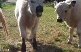 Galloway Hof Wantewitz - Foto 8