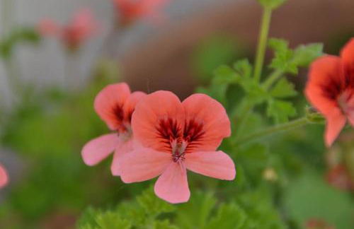 Il Rustico Vicopisano - Foto 37