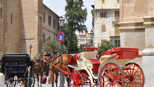 PalmaBus Tour - Departing from the North Area - Photo 4