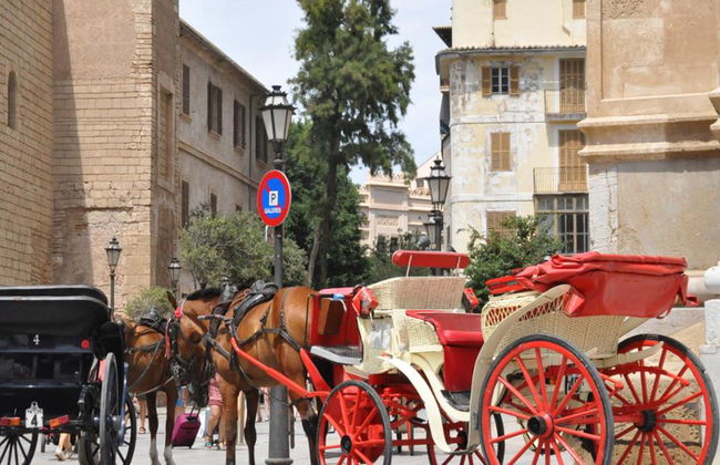 PalmaBus Tour - Saindo da Área Norte - Foto 4