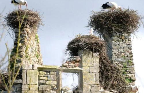 Villa Rose - Foto 68