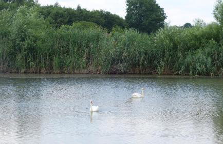 Dzikie Chatki - Foto 14