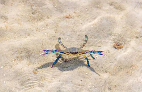 Bragança's Houses - Foto 42