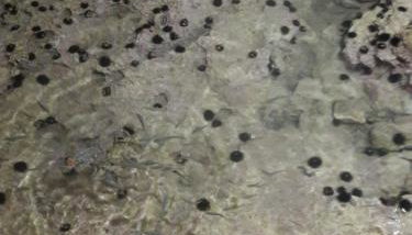 Rania Apartments - Foto 5