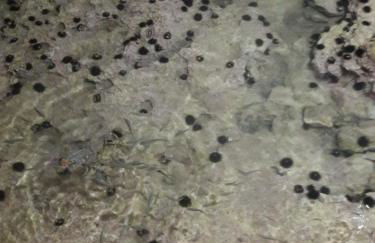 Rania Apartments - Foto 5