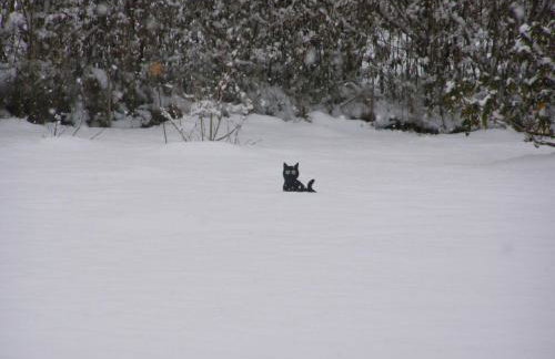 Niebieski Domek - Foto 57