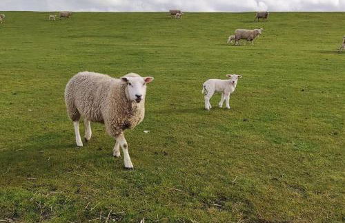 Ferienwohnung Altneukoog - Foto 25