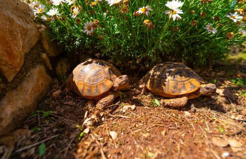 Apartments Horvat - Foto 55