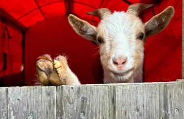 Ferienhof Hirsch - Foto 13