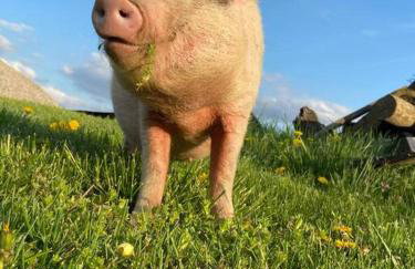 Bourbon Trail: Caboose on the Farm - Foto 15