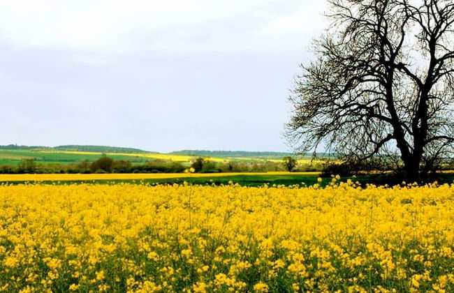 Host Stay Great Habton Cottage - Foto 30