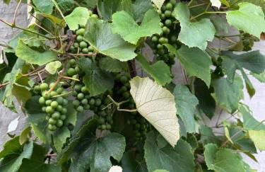 Südfrankreich bei Berlin - Photo 41