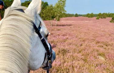 Heidegut Eschede Reitsportanlage und Feriendorf - Foto 56