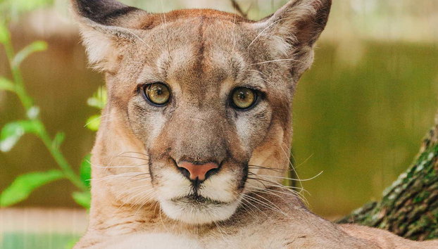 Ingresso do ZooTampa - Foto 5, Uma pantera