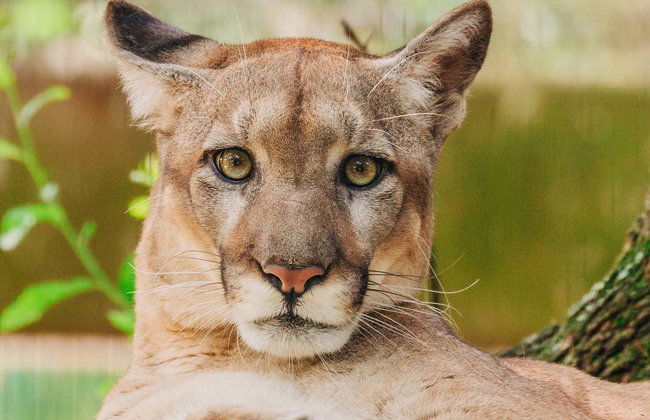 Entrada a ZooTampa - Foto 5