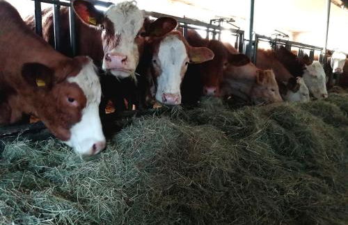 Ferienhaus Schilz - Foto 33