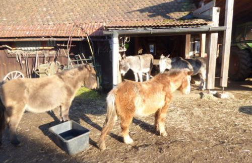 Ferienhof Haus Sulztal - Foto 12