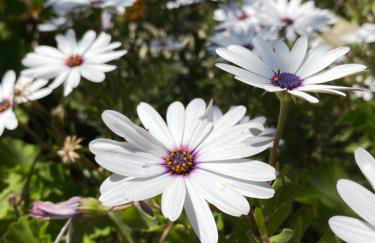 Oliveto e mare - Foto 37